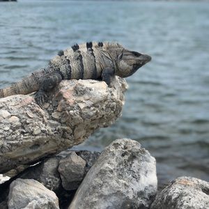 Meet your Posher, Isaias